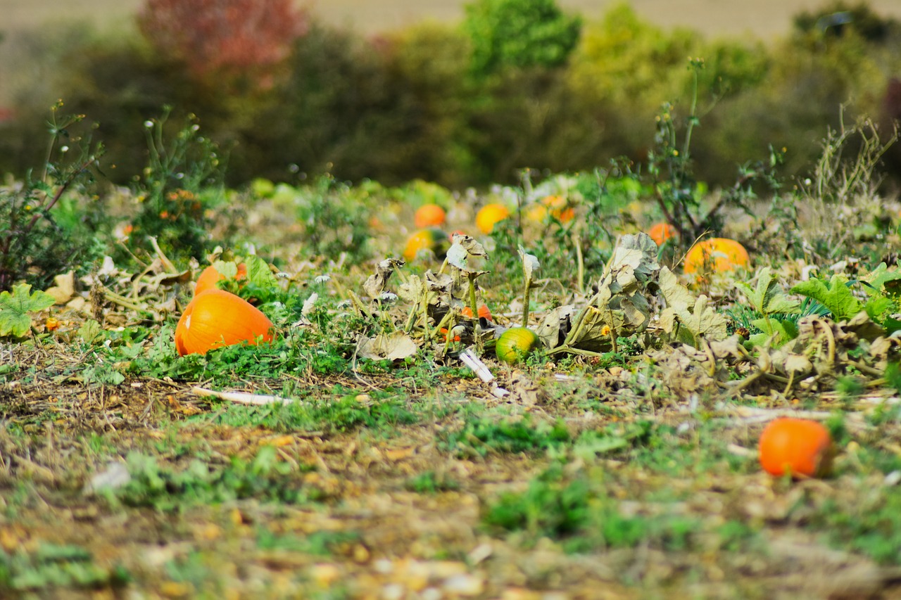 halloween  harvest  agriculture free photo