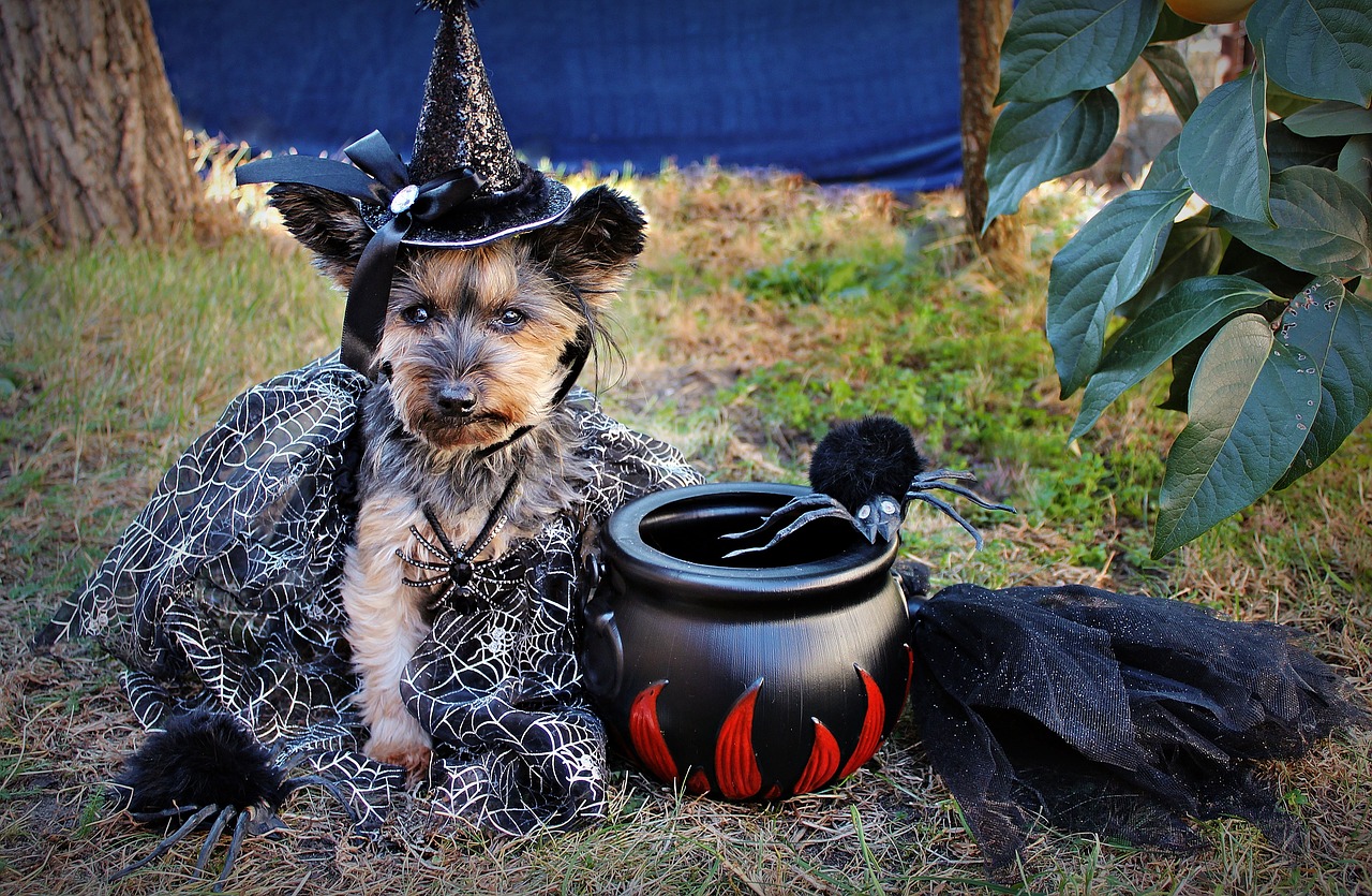 halloween  yorkie  dog free photo