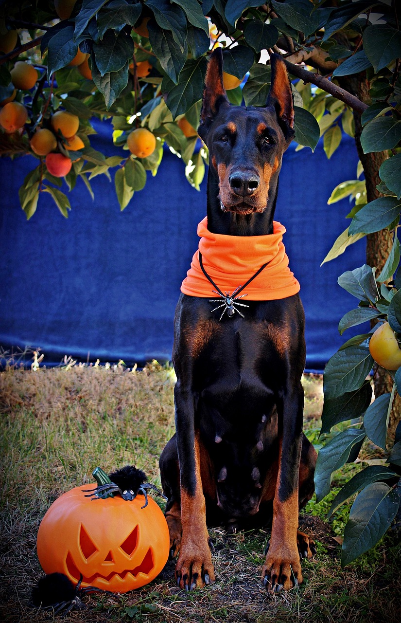 halloween  doberman  dog free photo