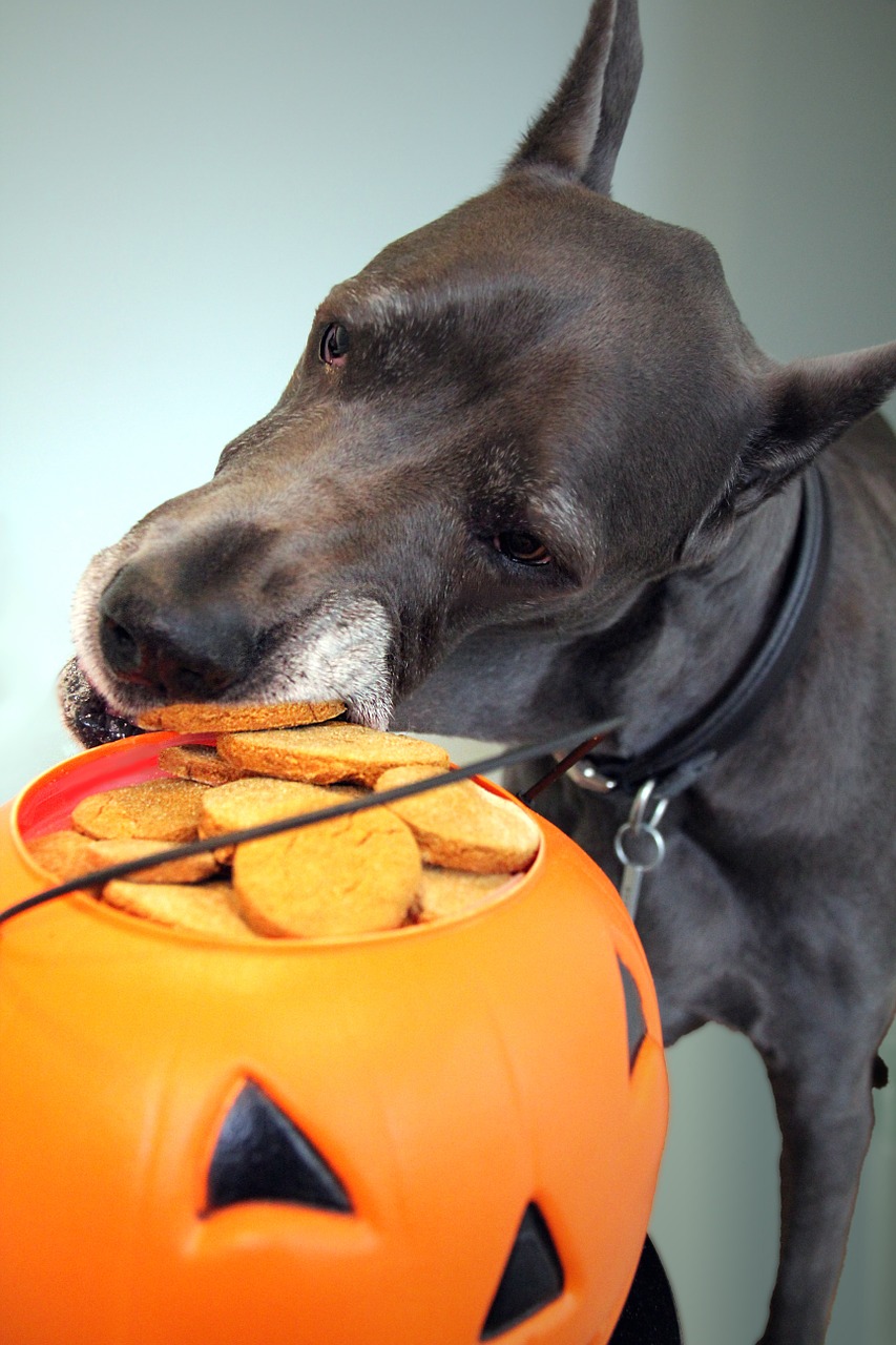 halloween cookie dog free photo
