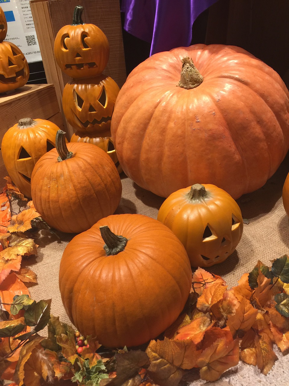 halloween pumpkin orange free photo