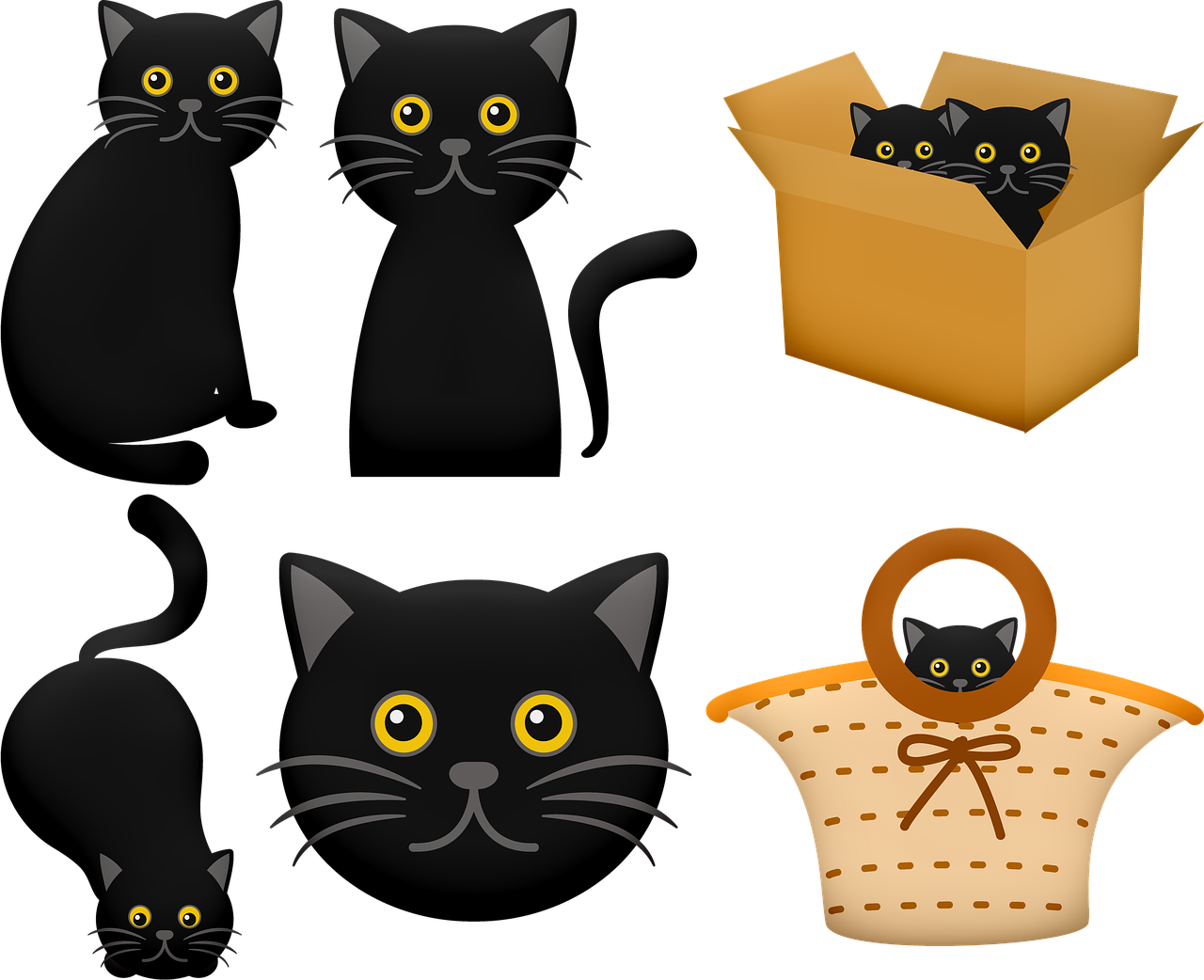 halloween black cat  cat in box  black cat free photo