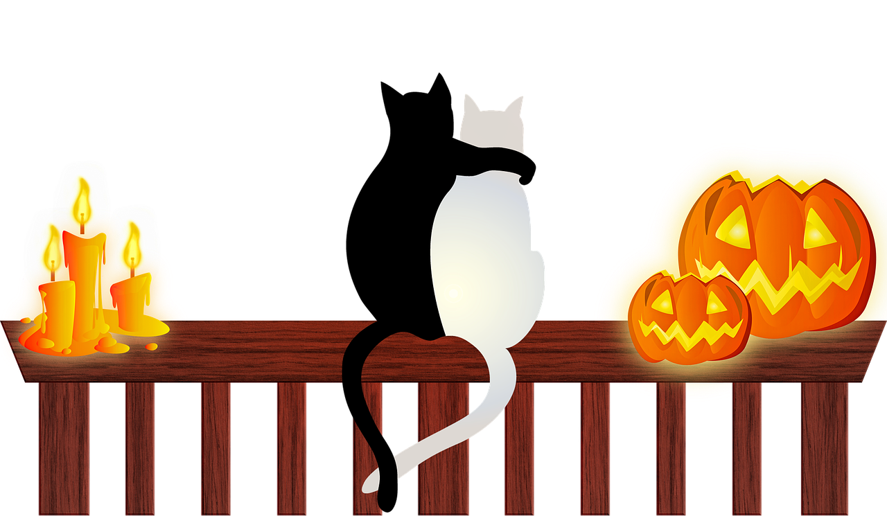 halloween cats  halloween candle  halloween free photo