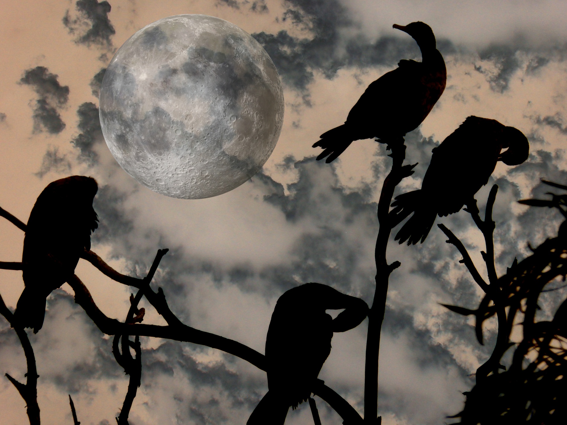 halloween scary moon free photo