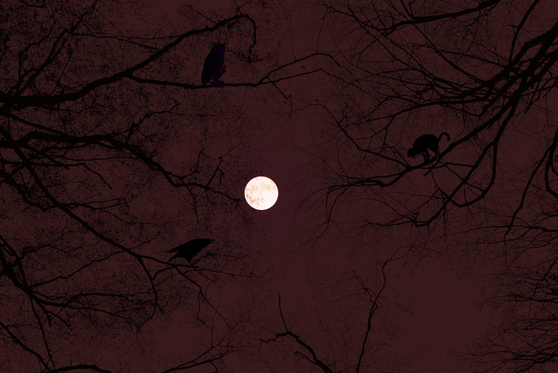 halloween moon full moon free photo