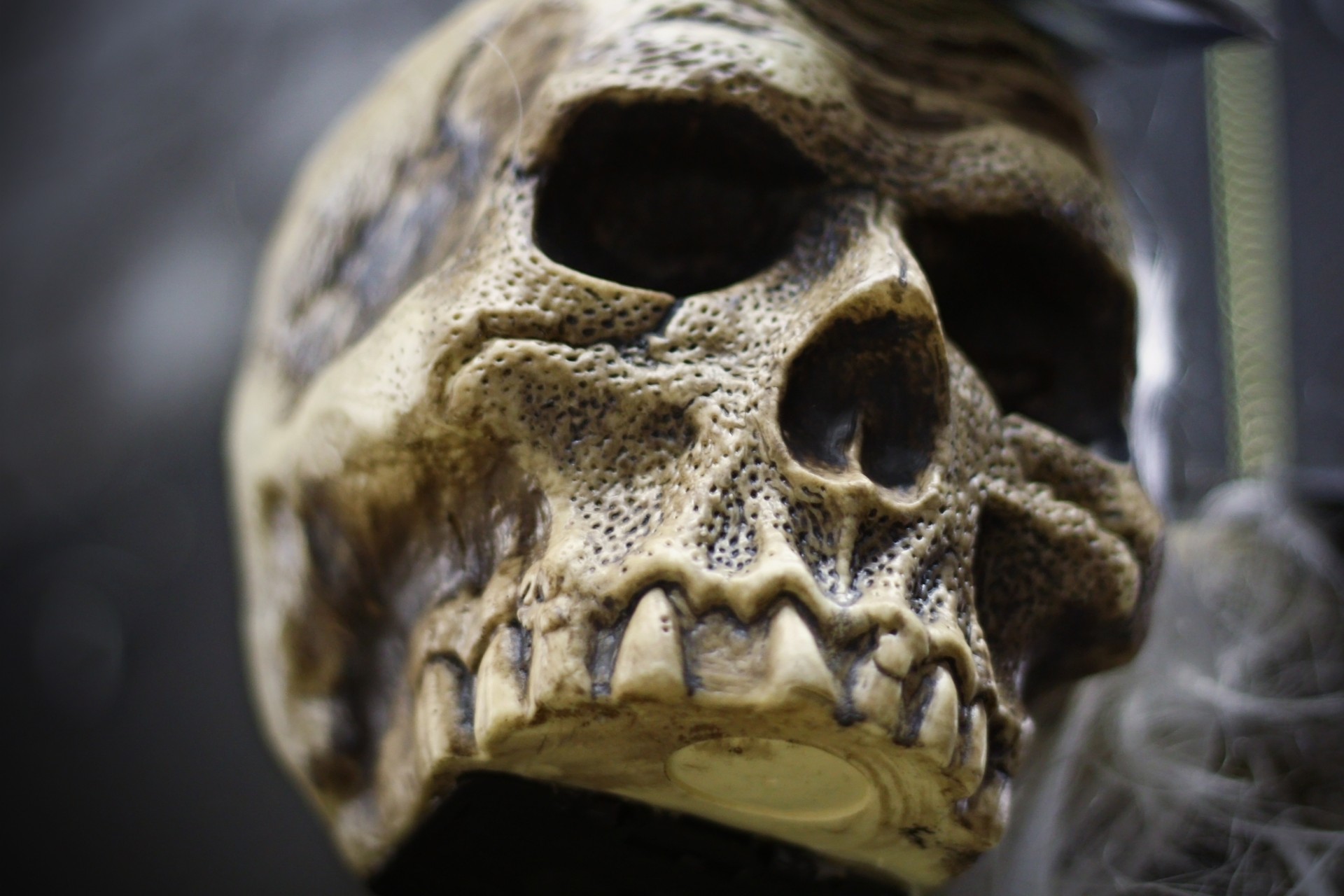 halloween skull skeleton free photo