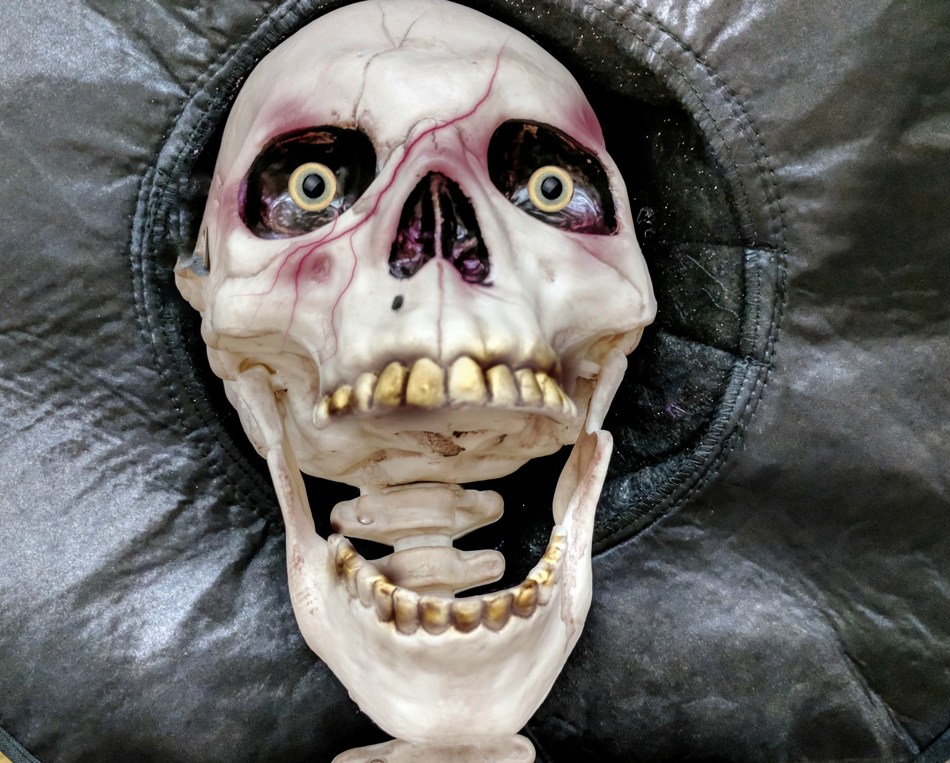 Halloween,skull,skeleton,scary,skulls - free photo from needpix.com AMP.