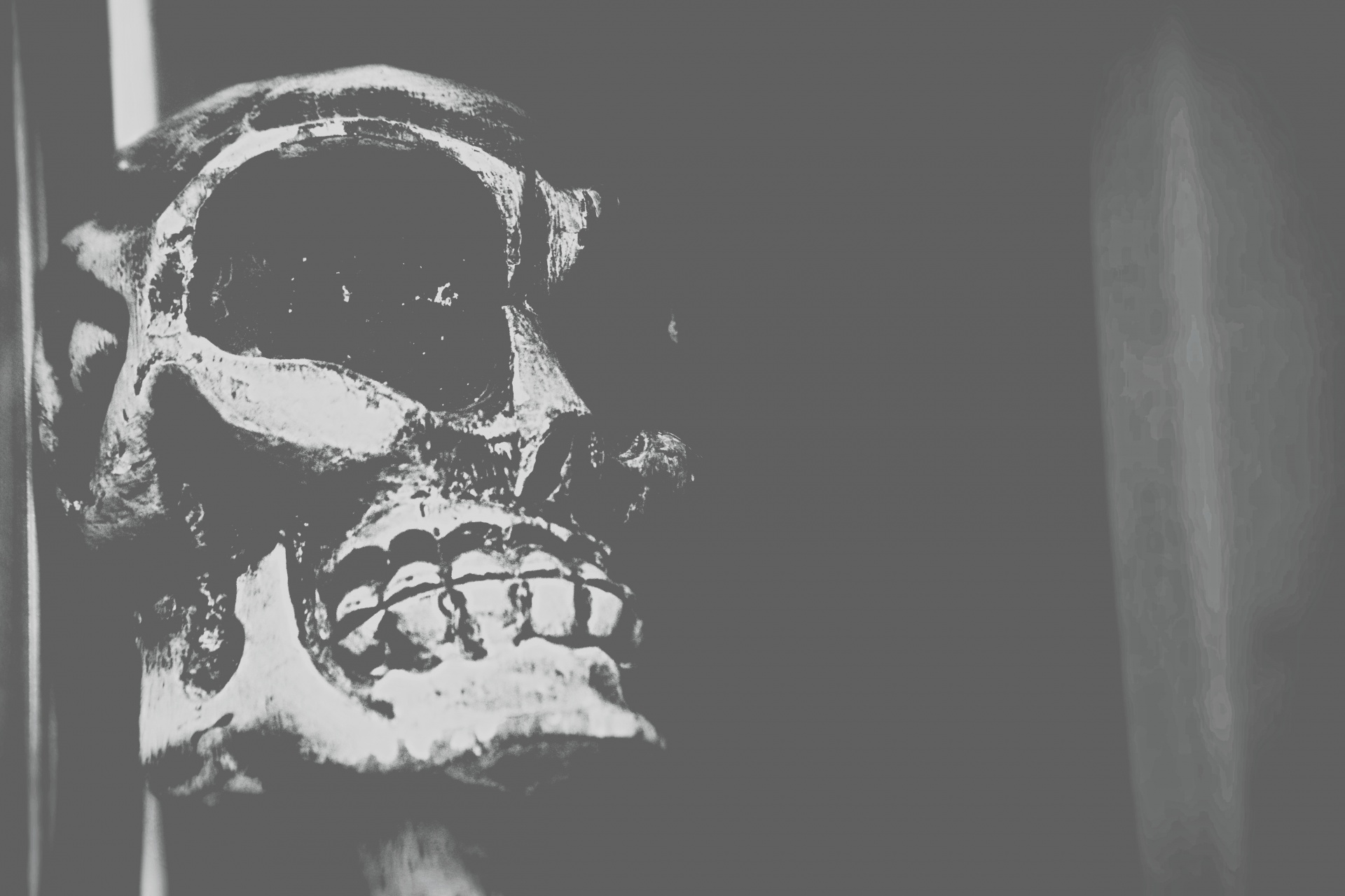 halloween skull background free photo