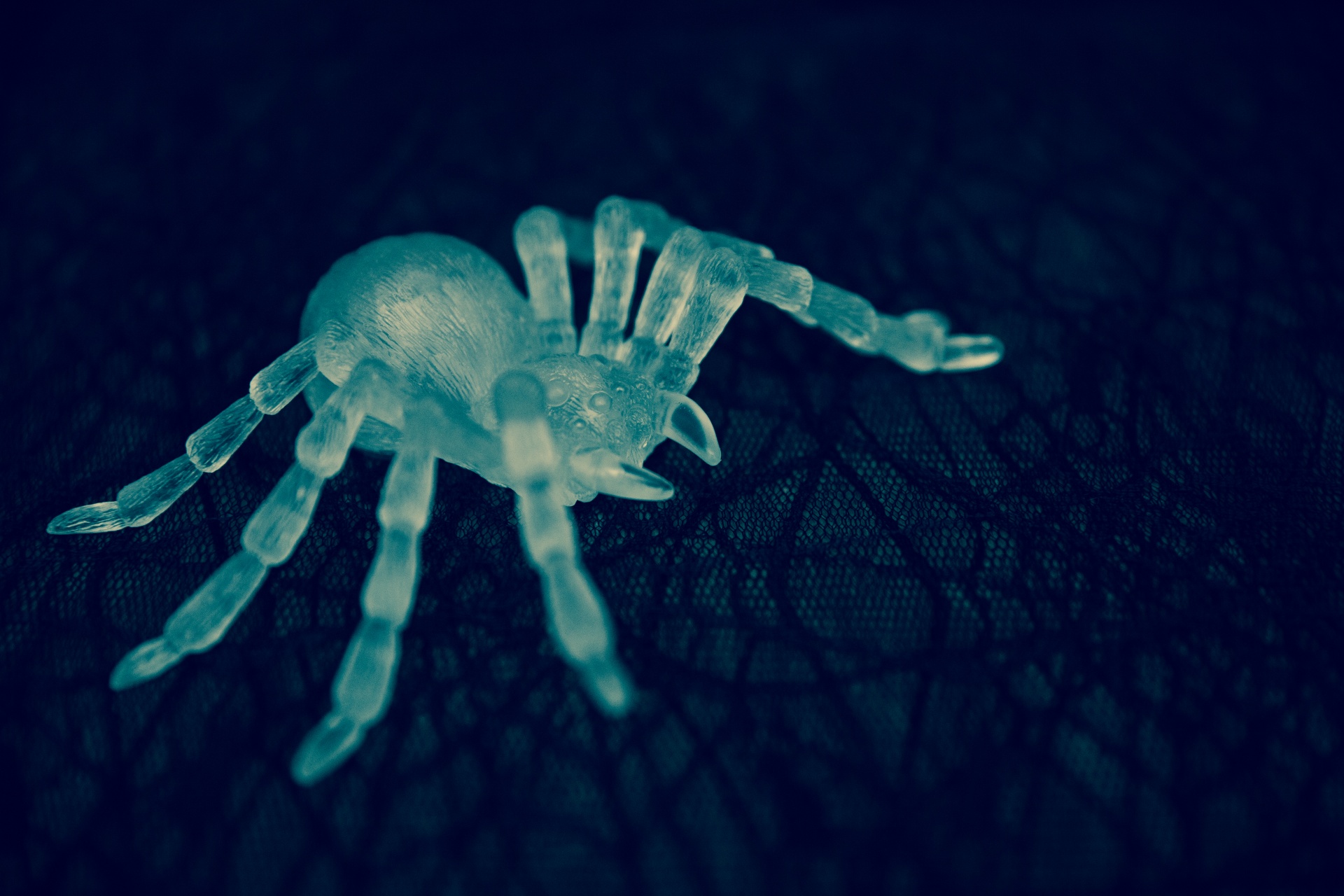 arachnid black blue free photo