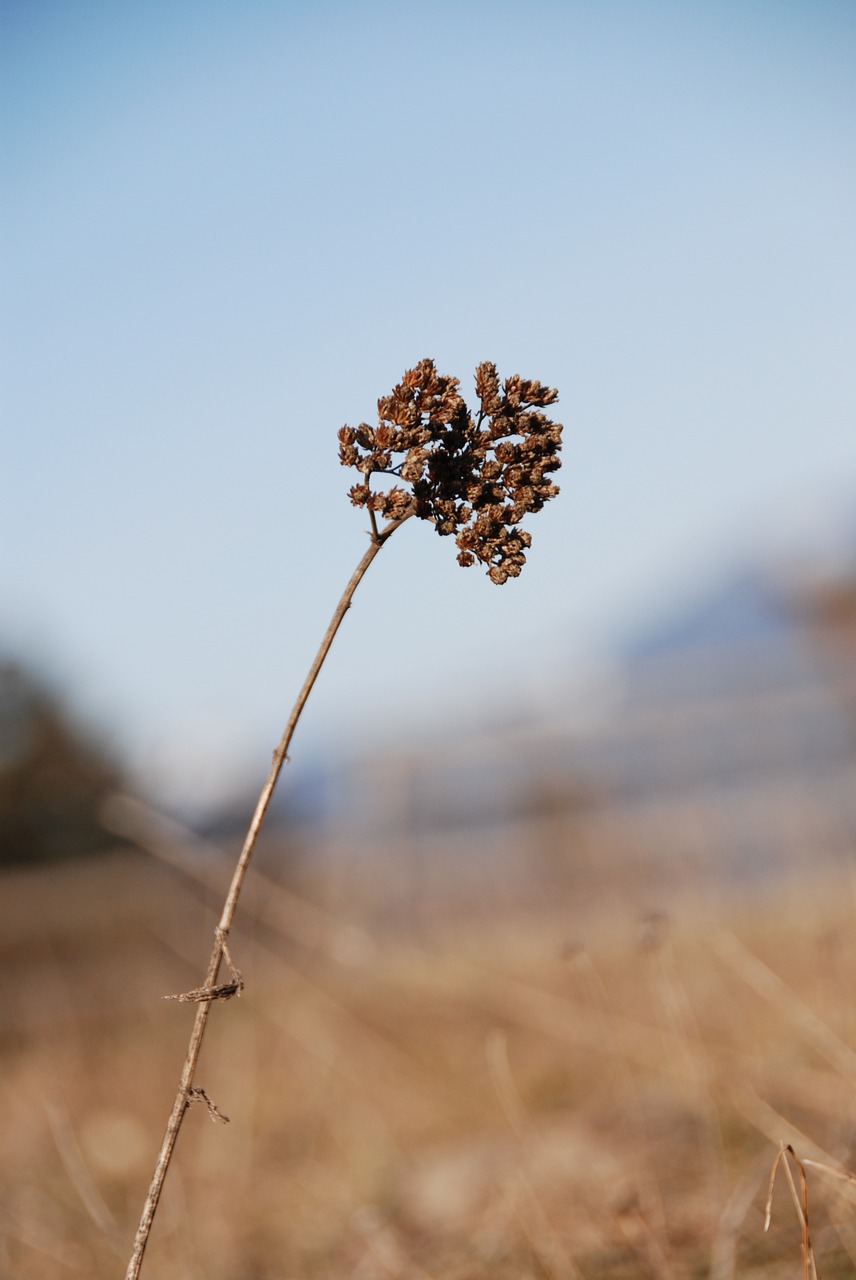 dry plant seed head free photo