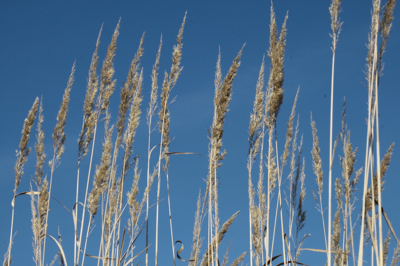 halme grasses sunshine free photo