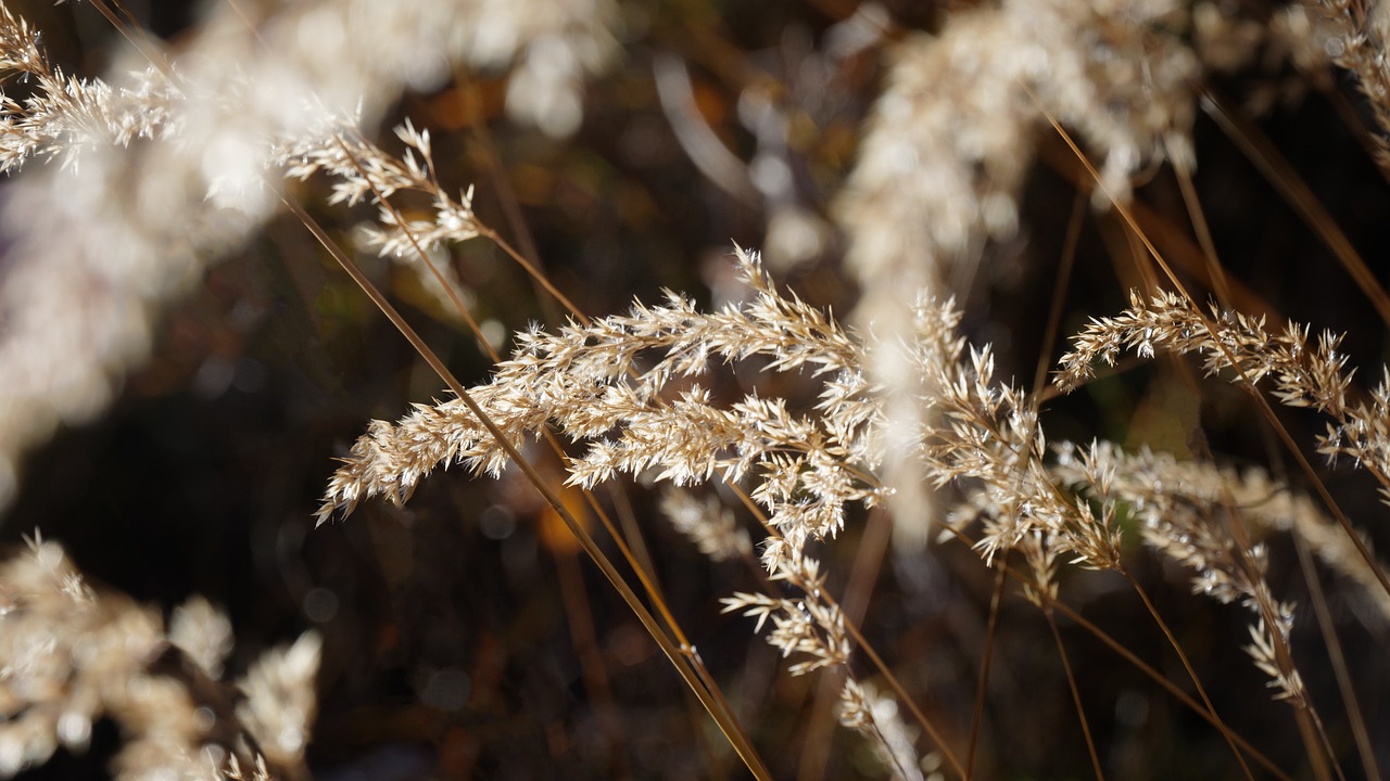 halme grasses blades of grass free photo