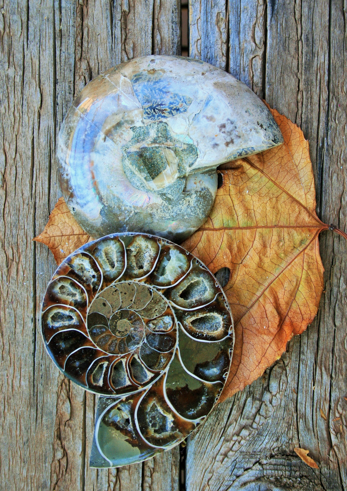 fossil ammonite split free photo
