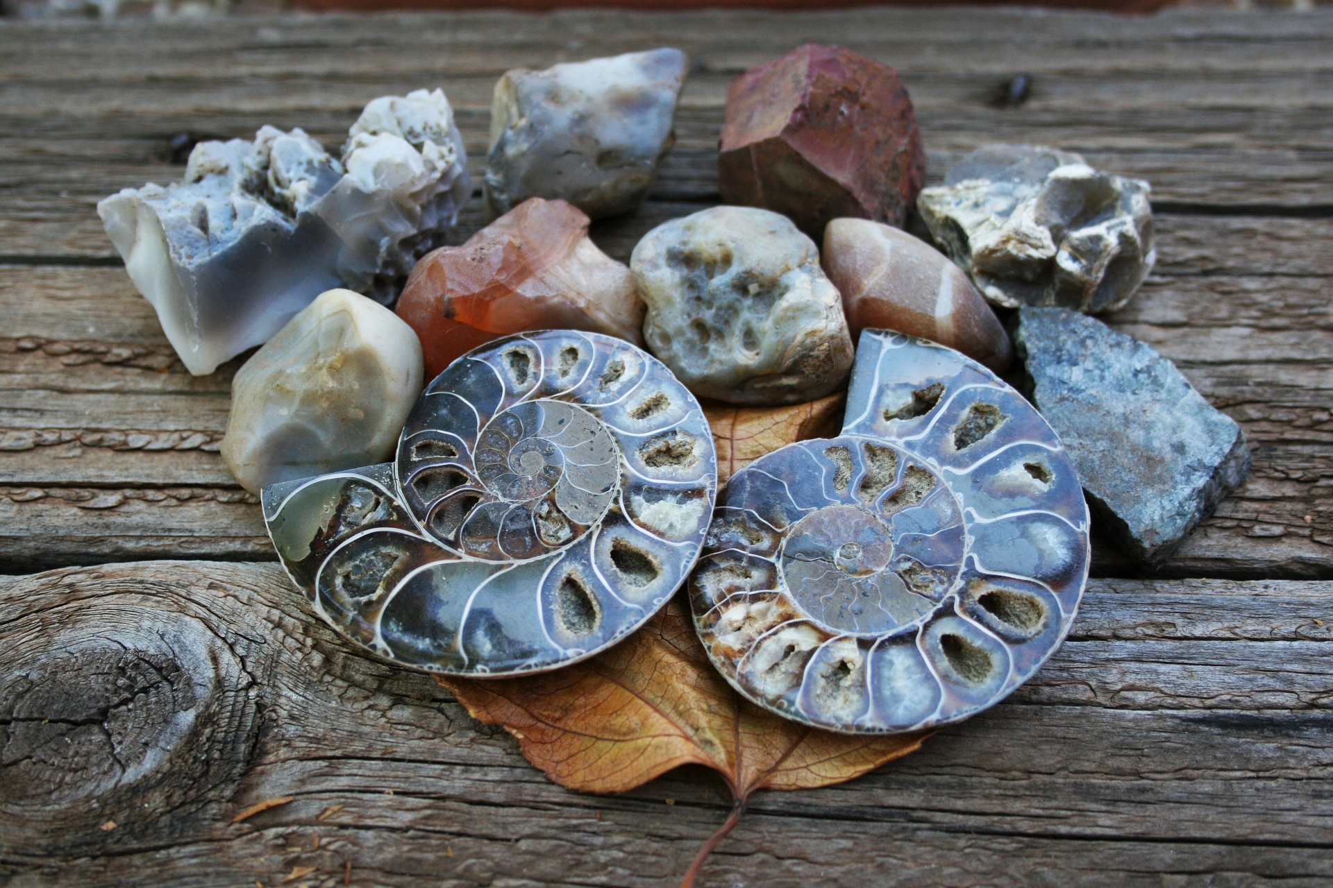 fossil ammonite halved free photo