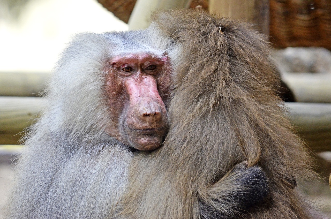 hamadryas baboon ape free photo