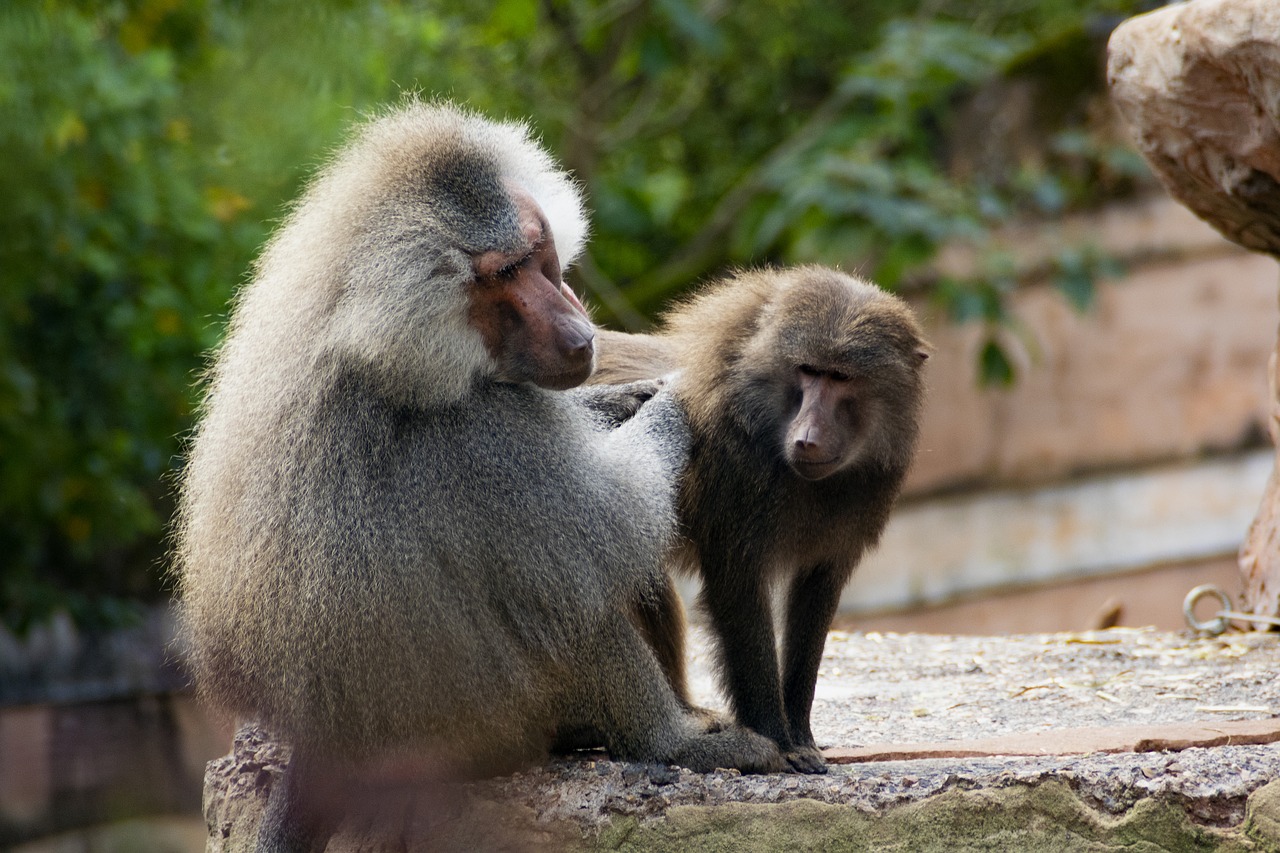 hamadryas baboon  primate  fur free photo