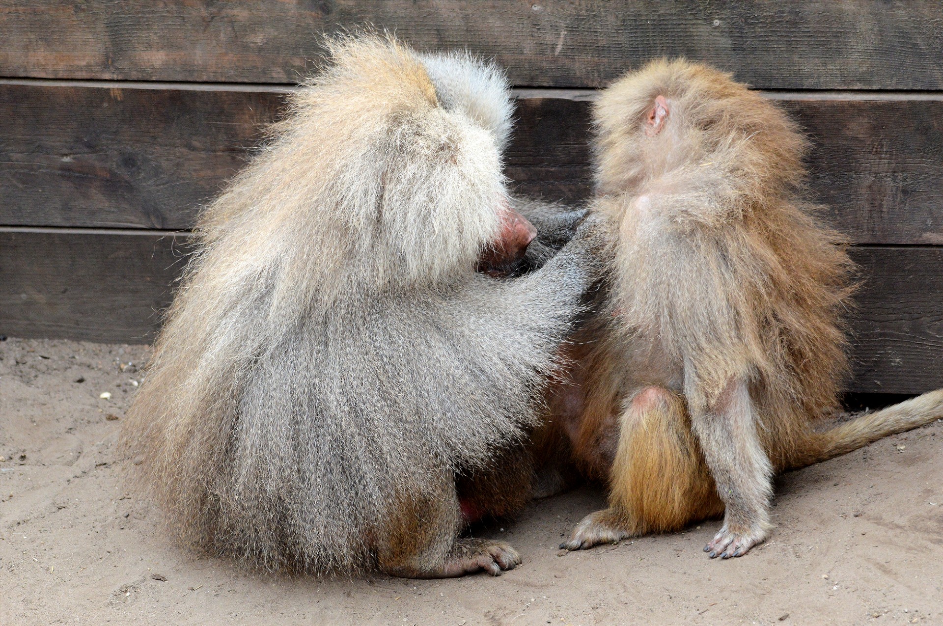 hamadryas baboon monkey free photo