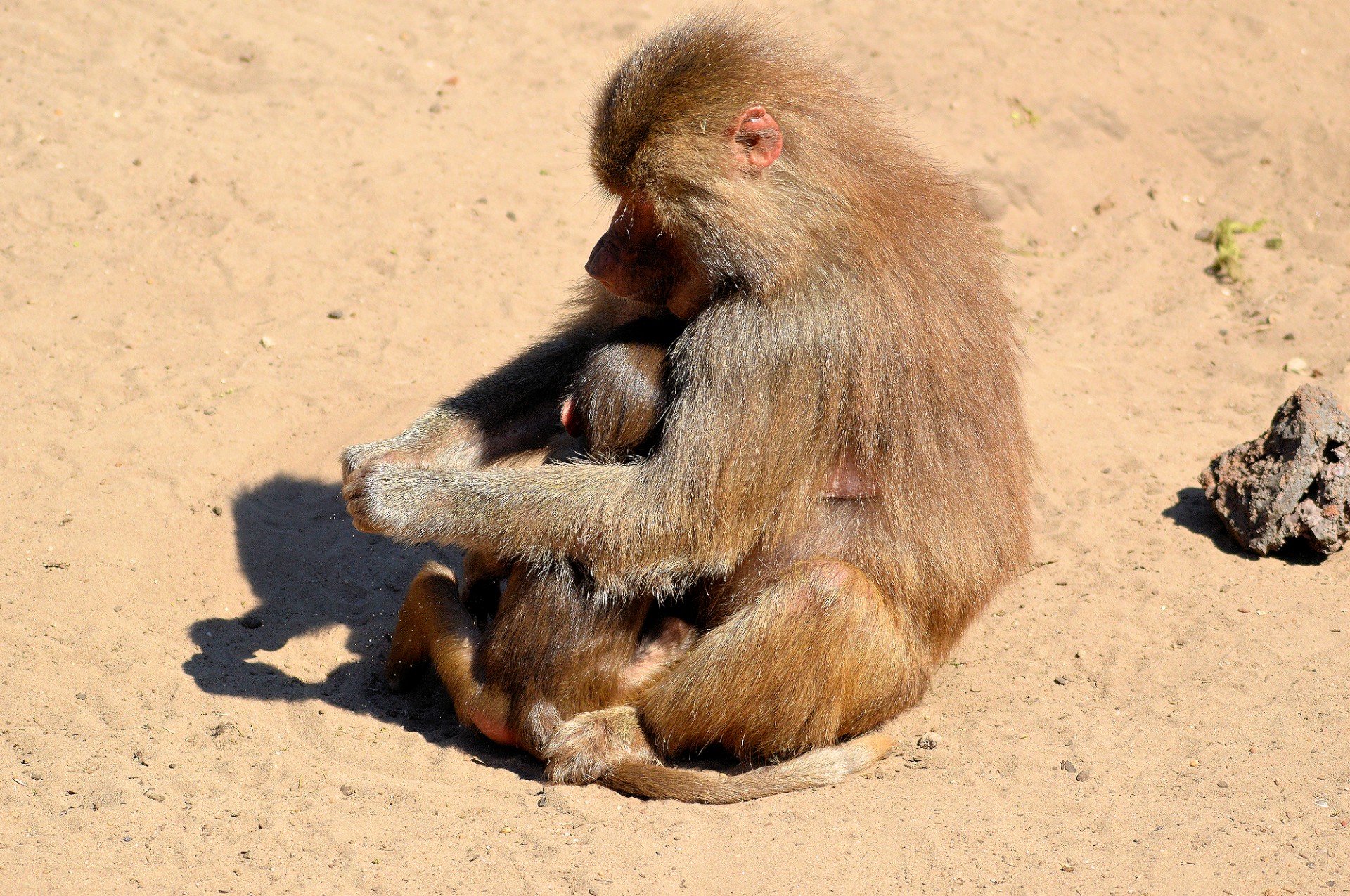 hamadryas baboon monkey free photo