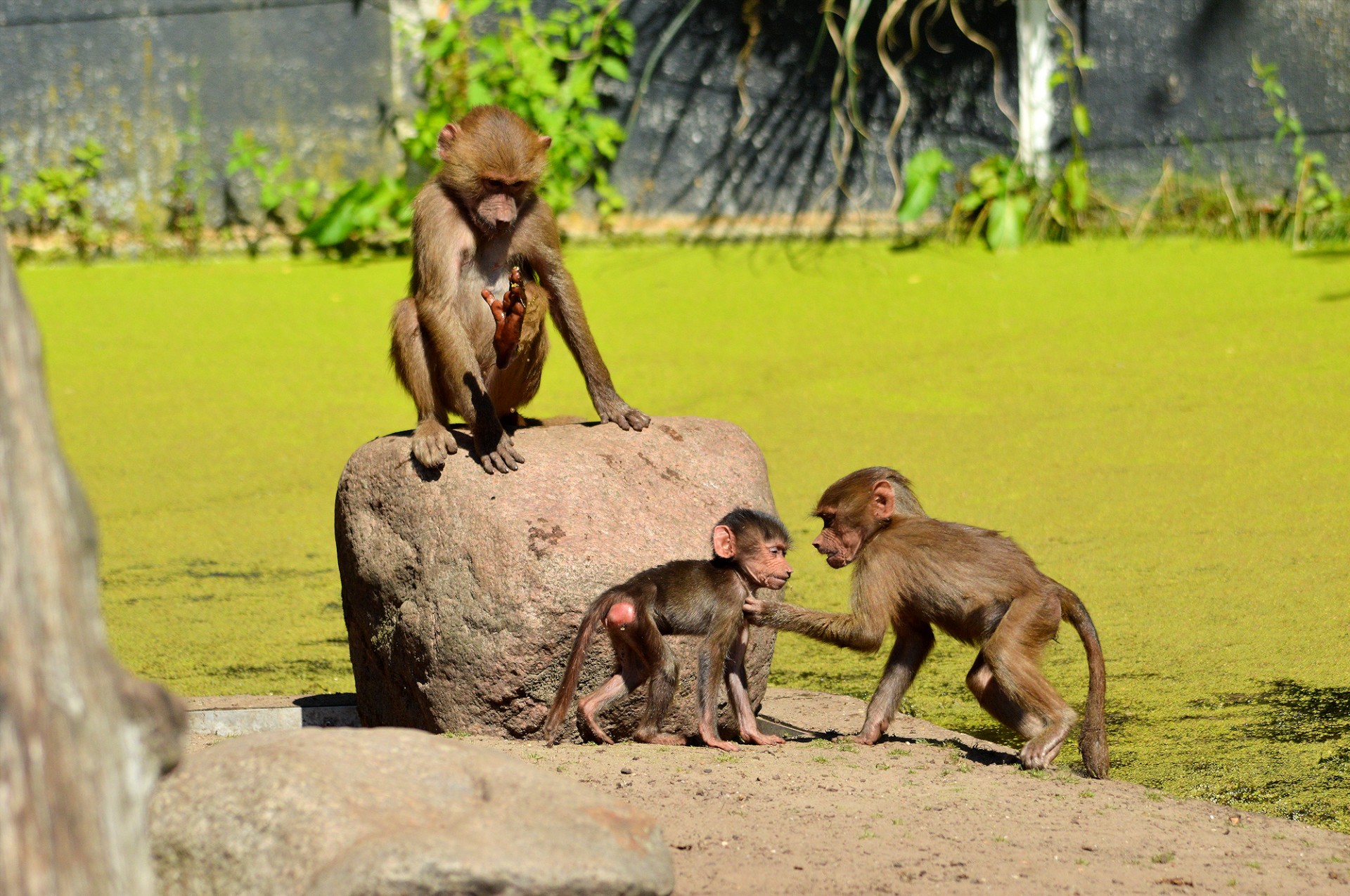 hamadryas baboon monkey free photo