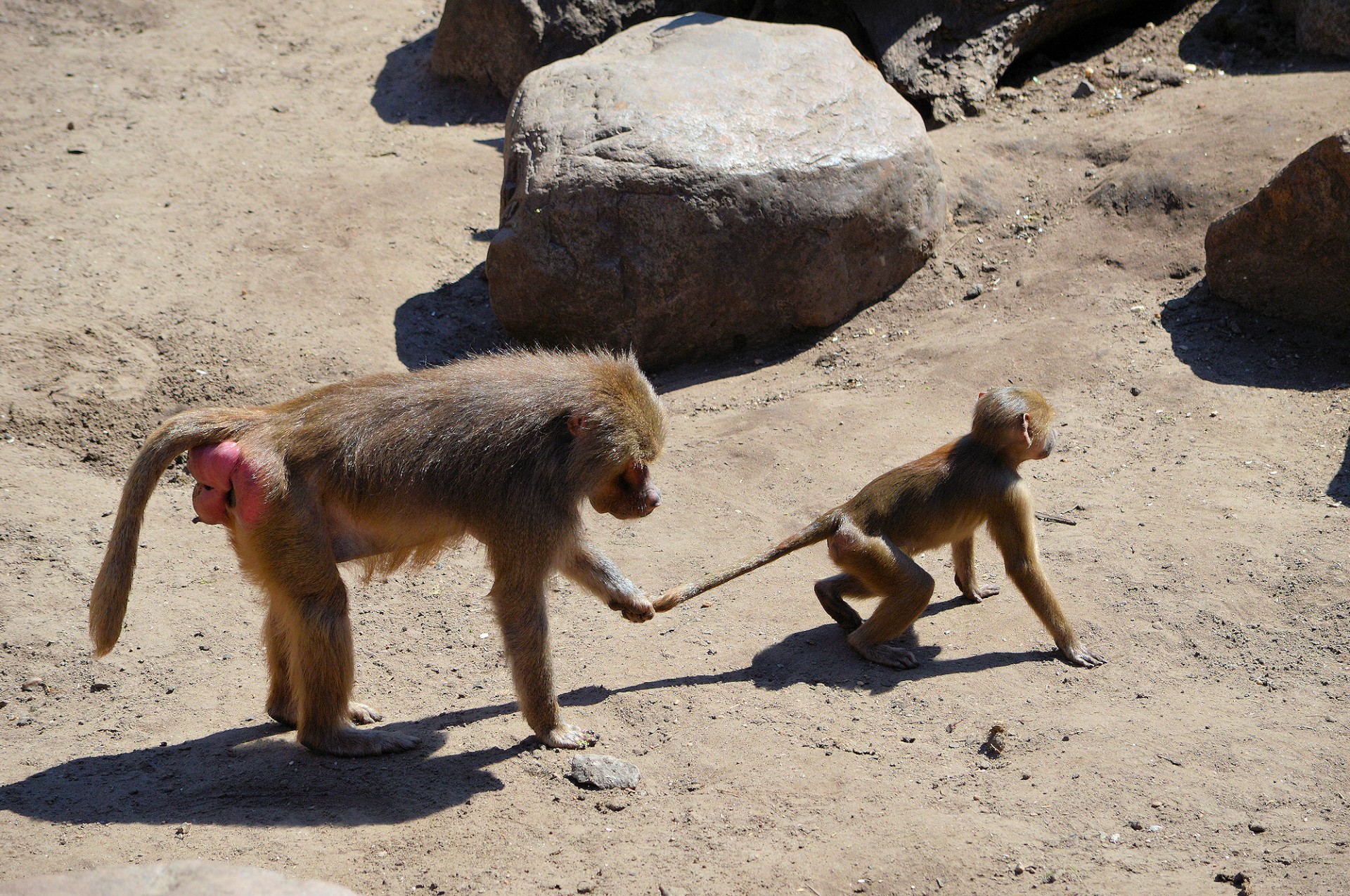 hamadryas baboon monkey free photo