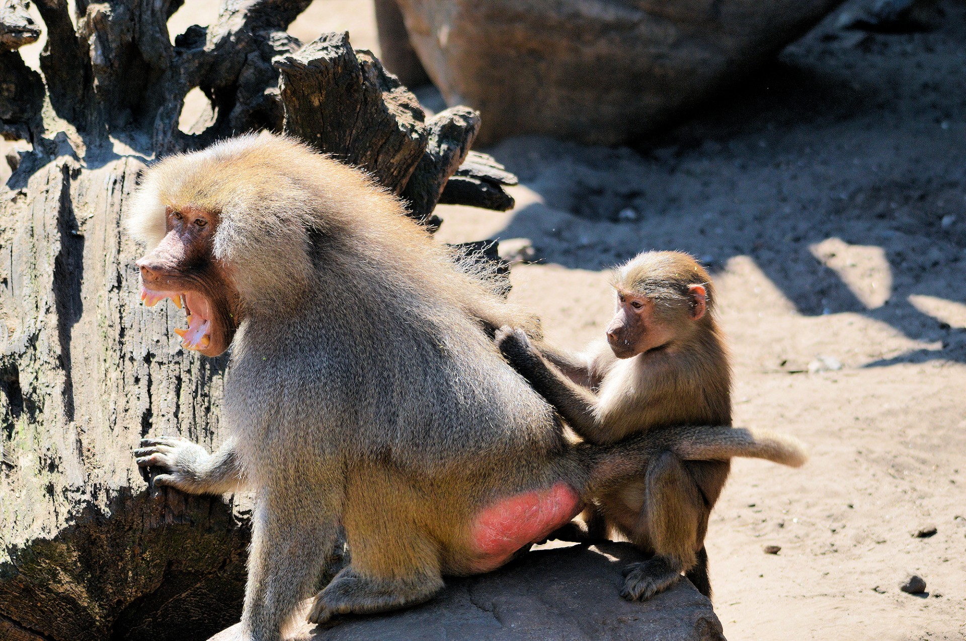 hamadryas baboon monkey free photo