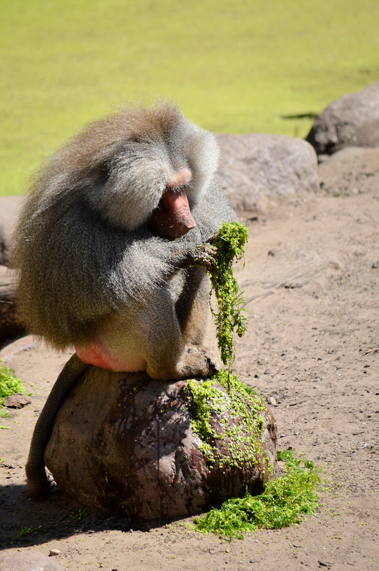 hamadryas baboon monkey free photo