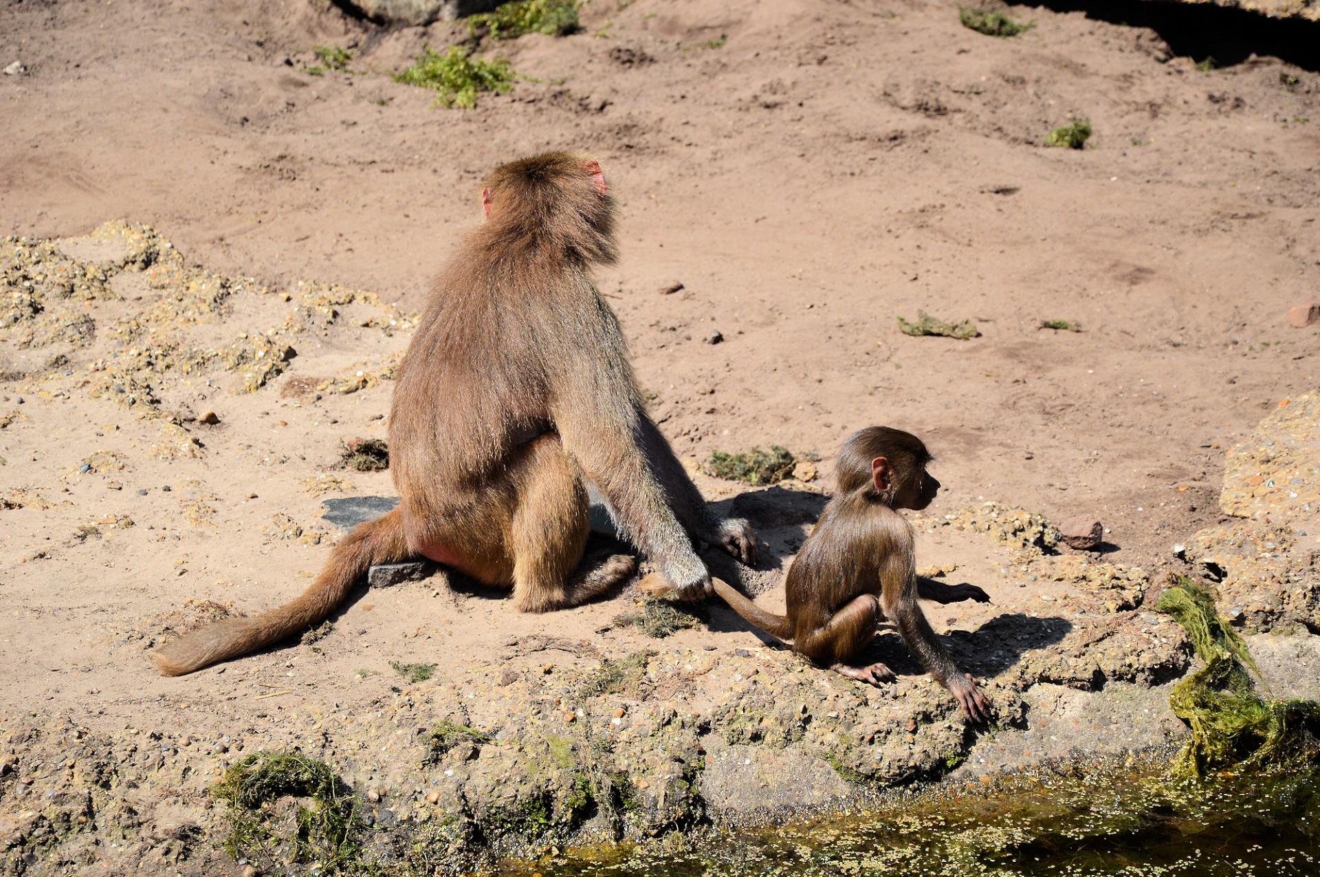 hamadryas baboon monkey free photo