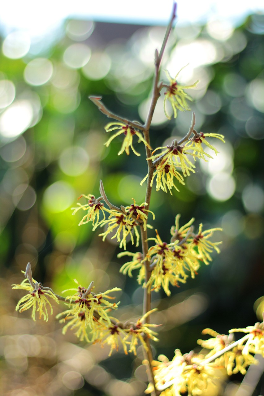 hamamelis  shrub  yellow free photo