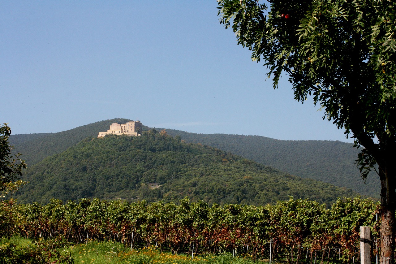 hambach castle palatinate wine free photo
