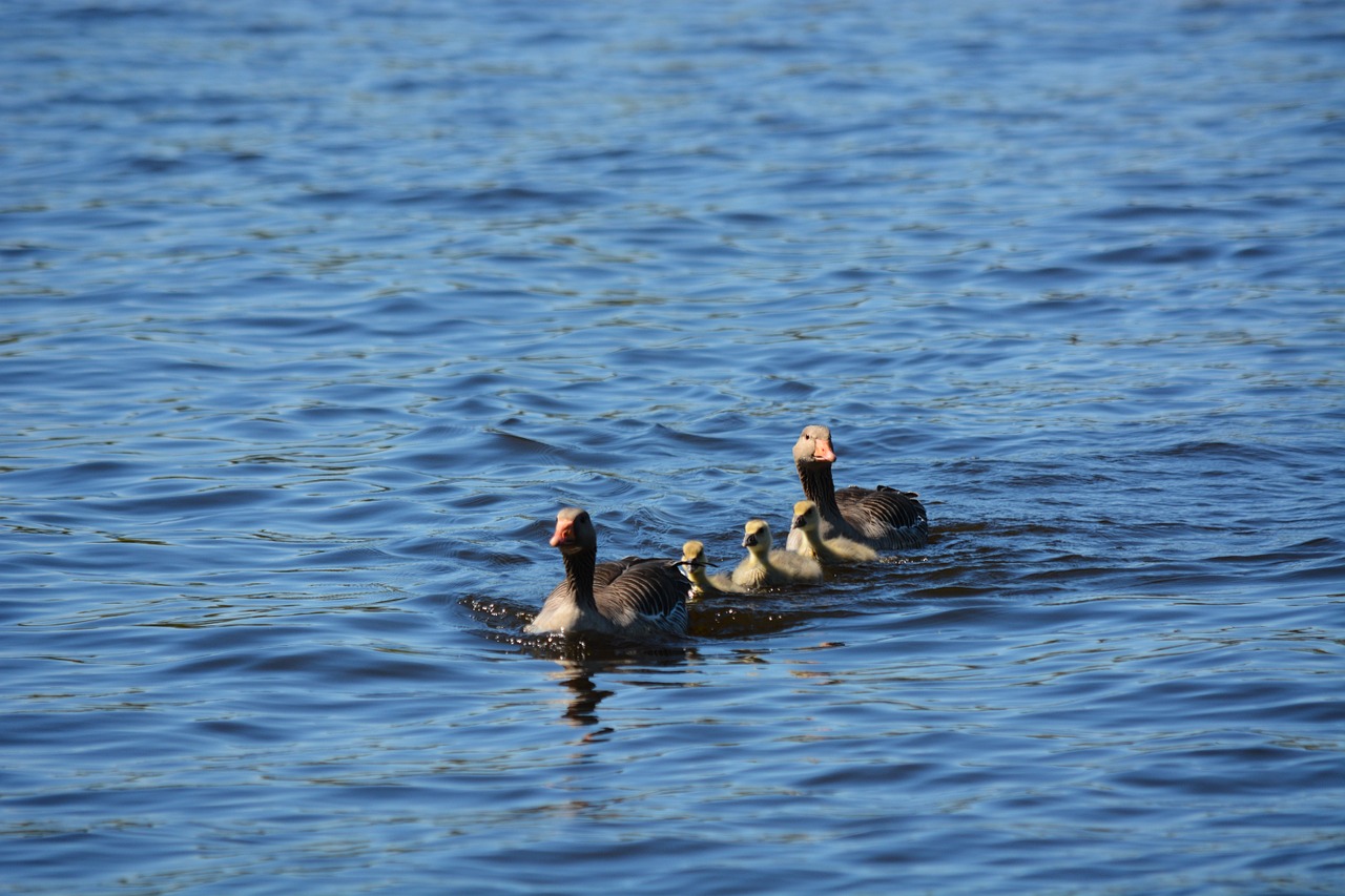 grey geese family waterfowl free photo