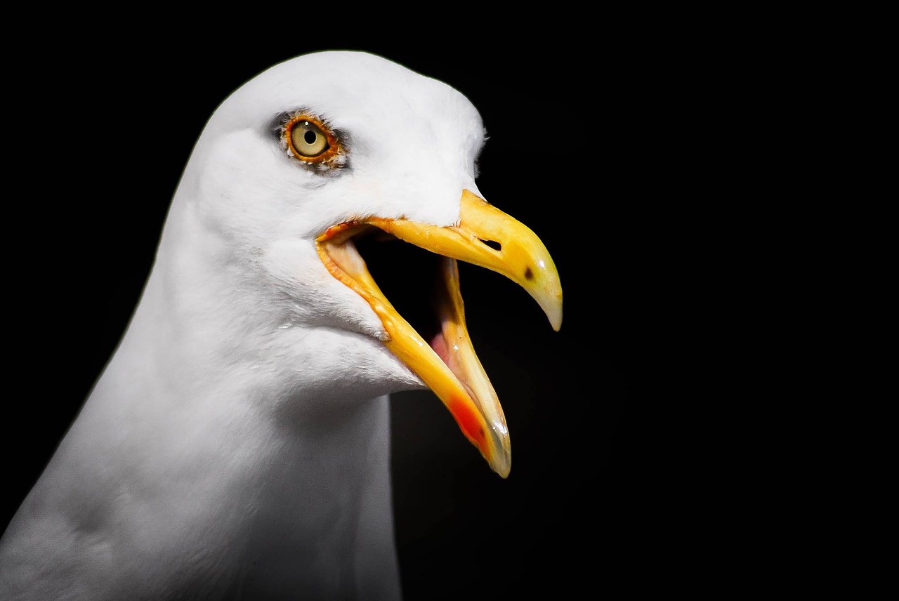 hamburg seagull alster free photo