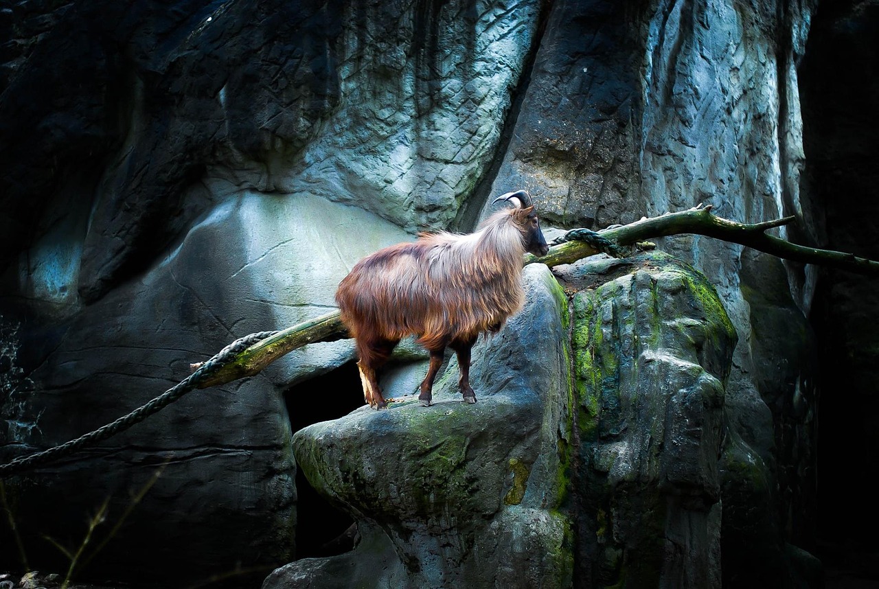 hamburg zoo goat free photo