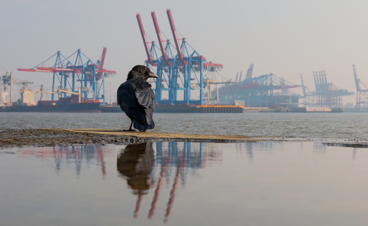 hamburg elbe elbe beach free photo