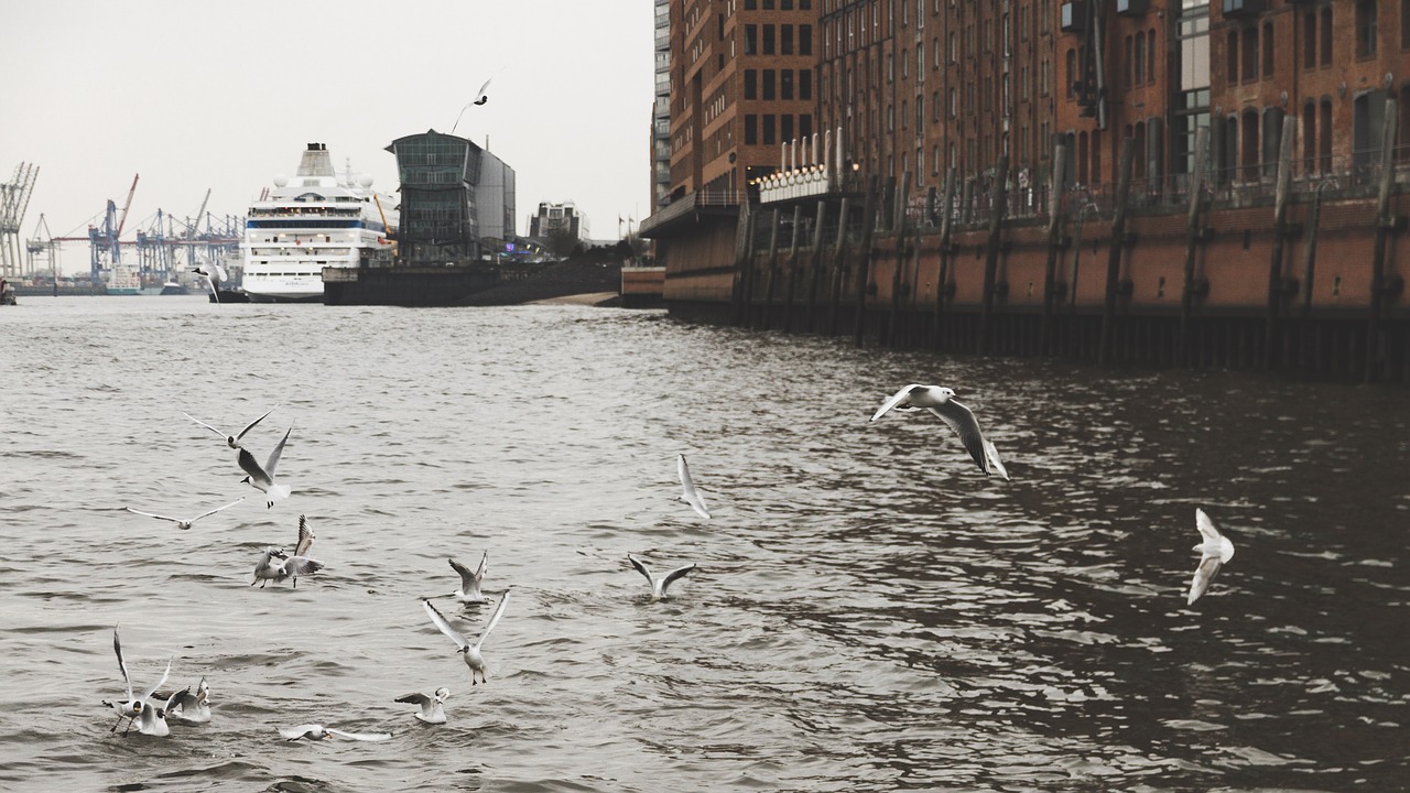 hamburg gulls port free photo