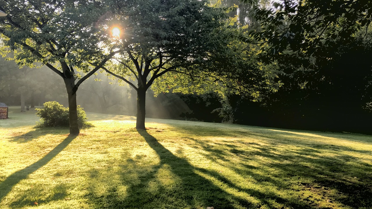 hamburg  tree  meadow free photo