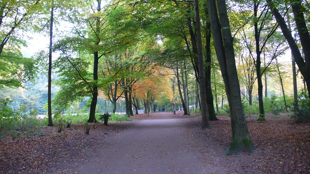 hamburg autumn trees free photo