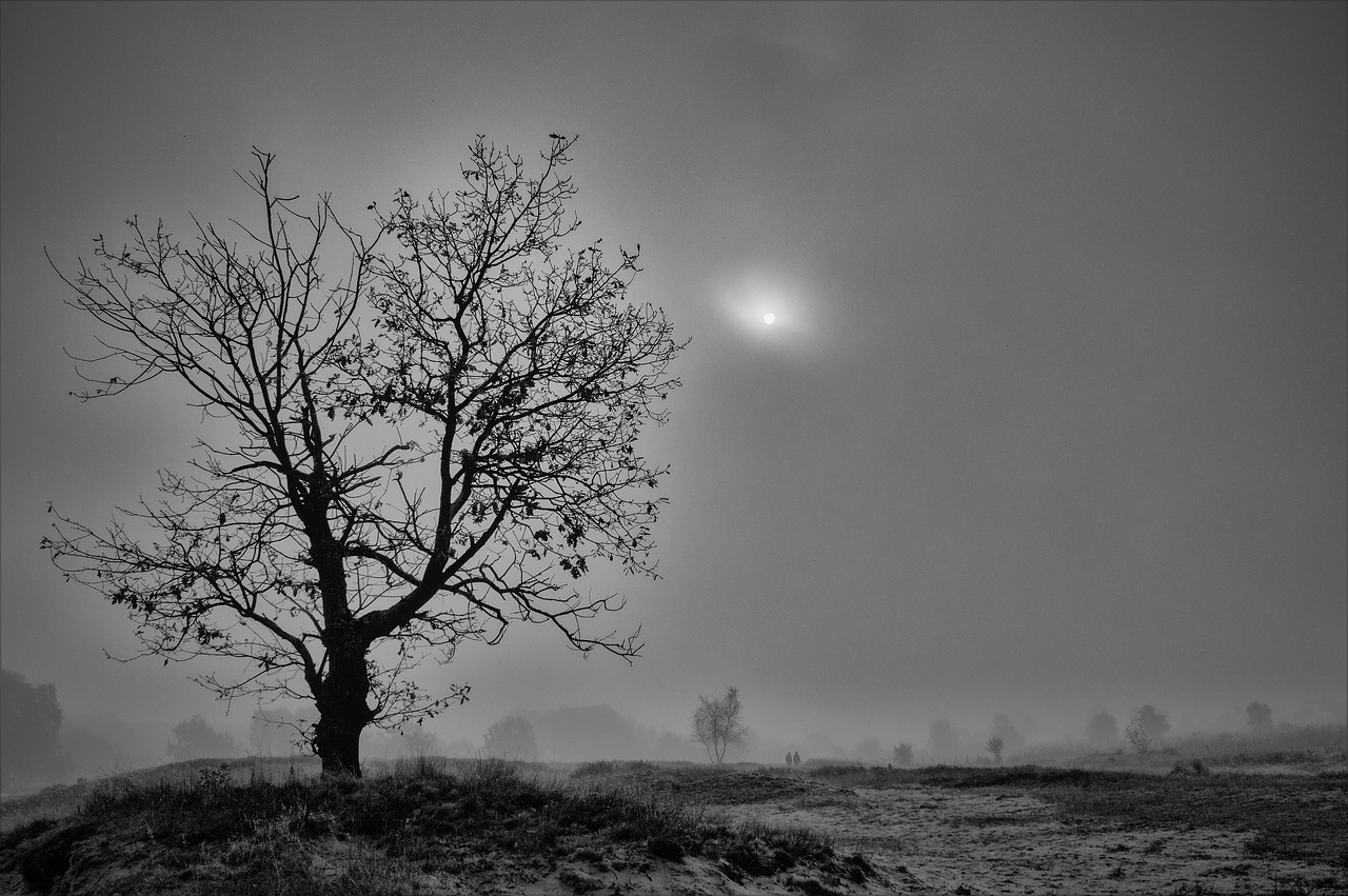 hamburg boberg dunes silent fog free photo