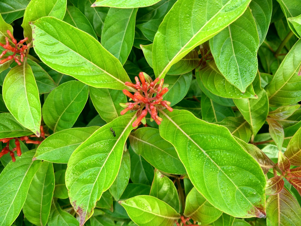 hamelia ornamental flowers bloom free photo