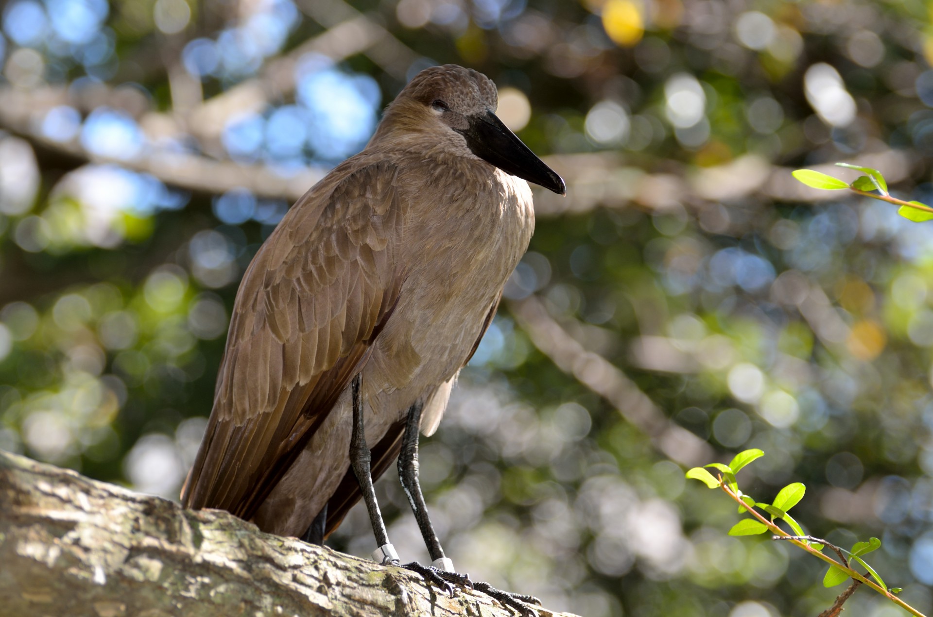 bird hamerkop scopus free photo