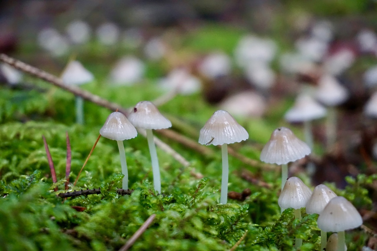 hamid mushroom moss free photo