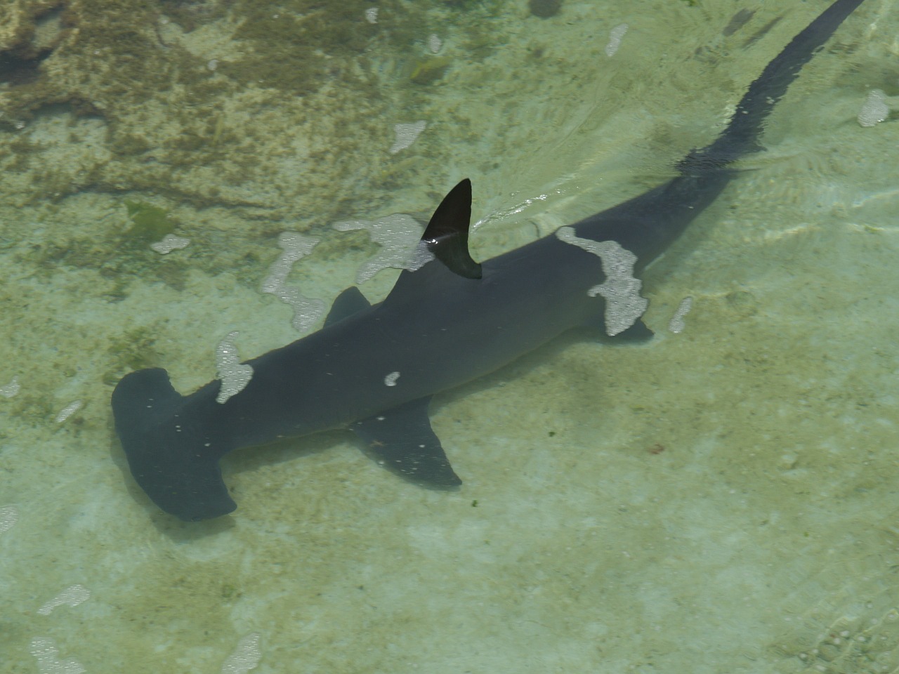 hammerhead shark shark underwater free photo