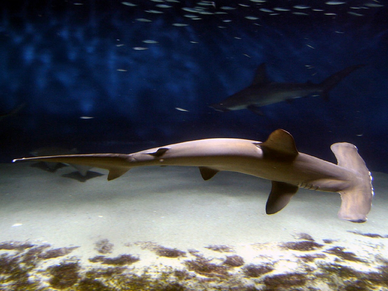 hammerhead shark fish shark free photo