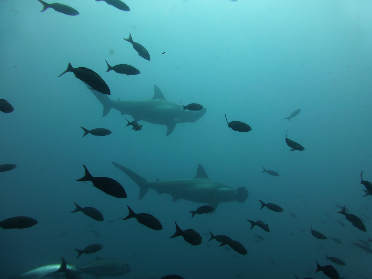 hammerhead shark shark galapagos free photo