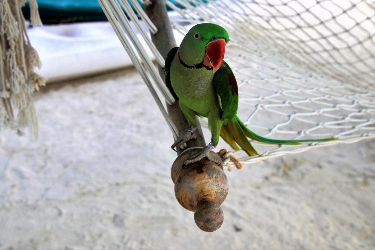 hammock sand parrot free photo