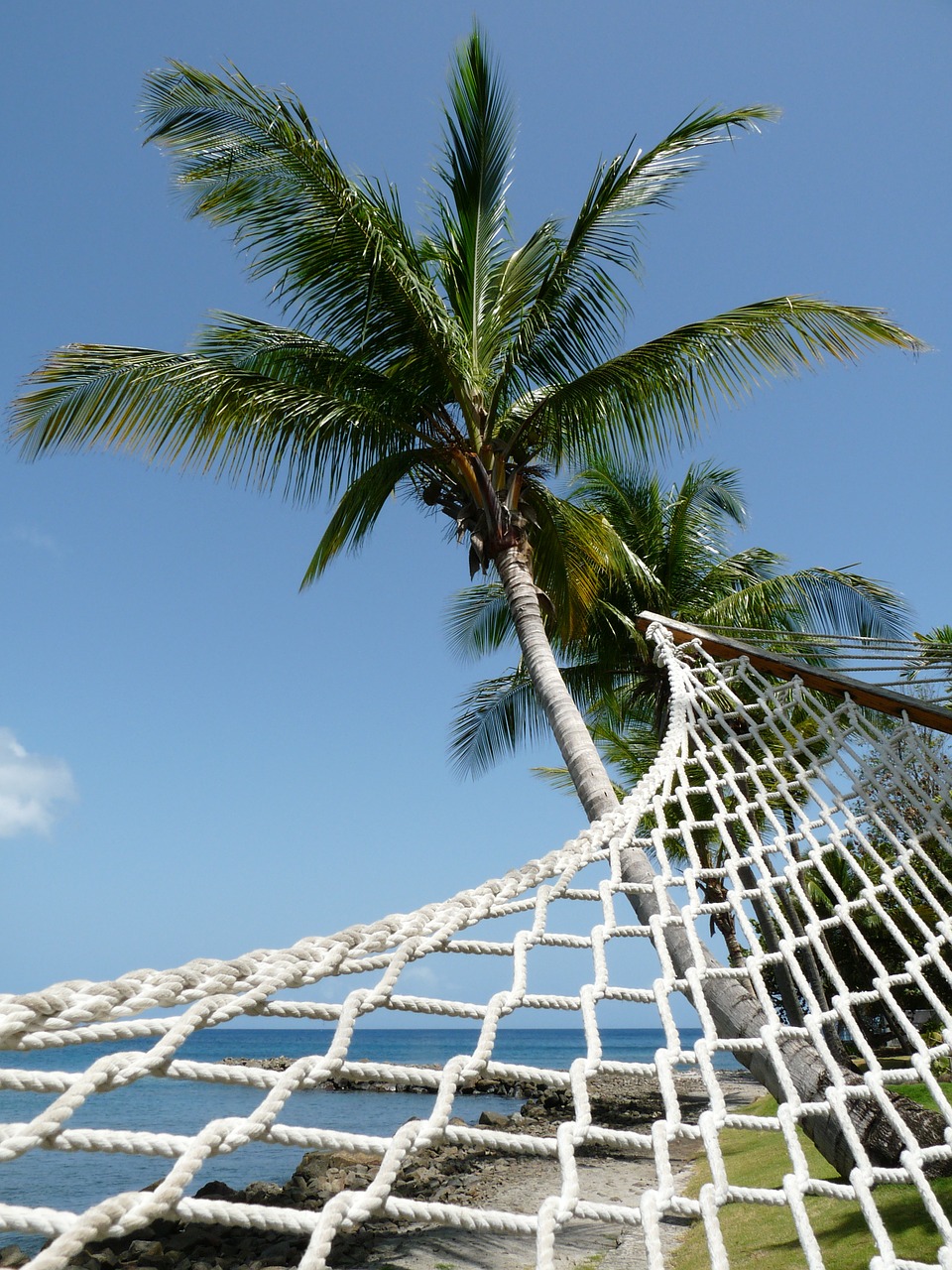hammock palm tree perspective free photo