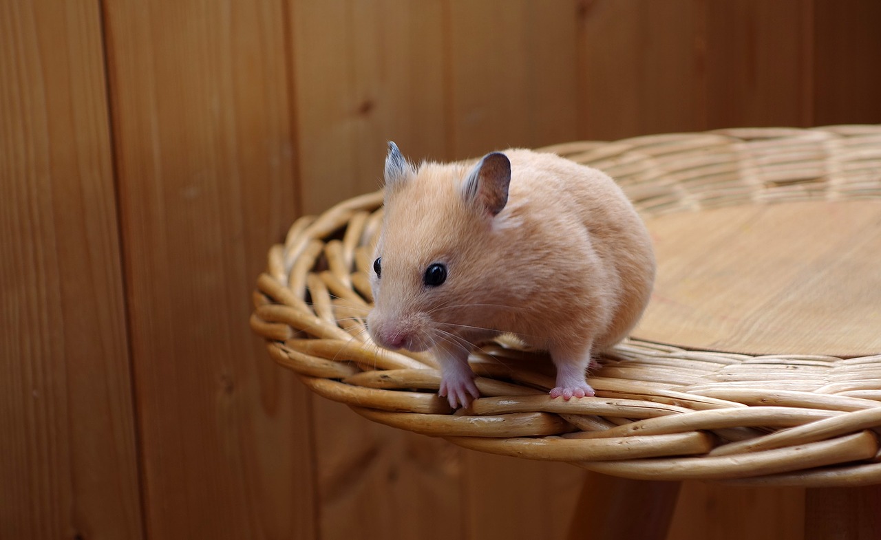 hamster golden animal free photo