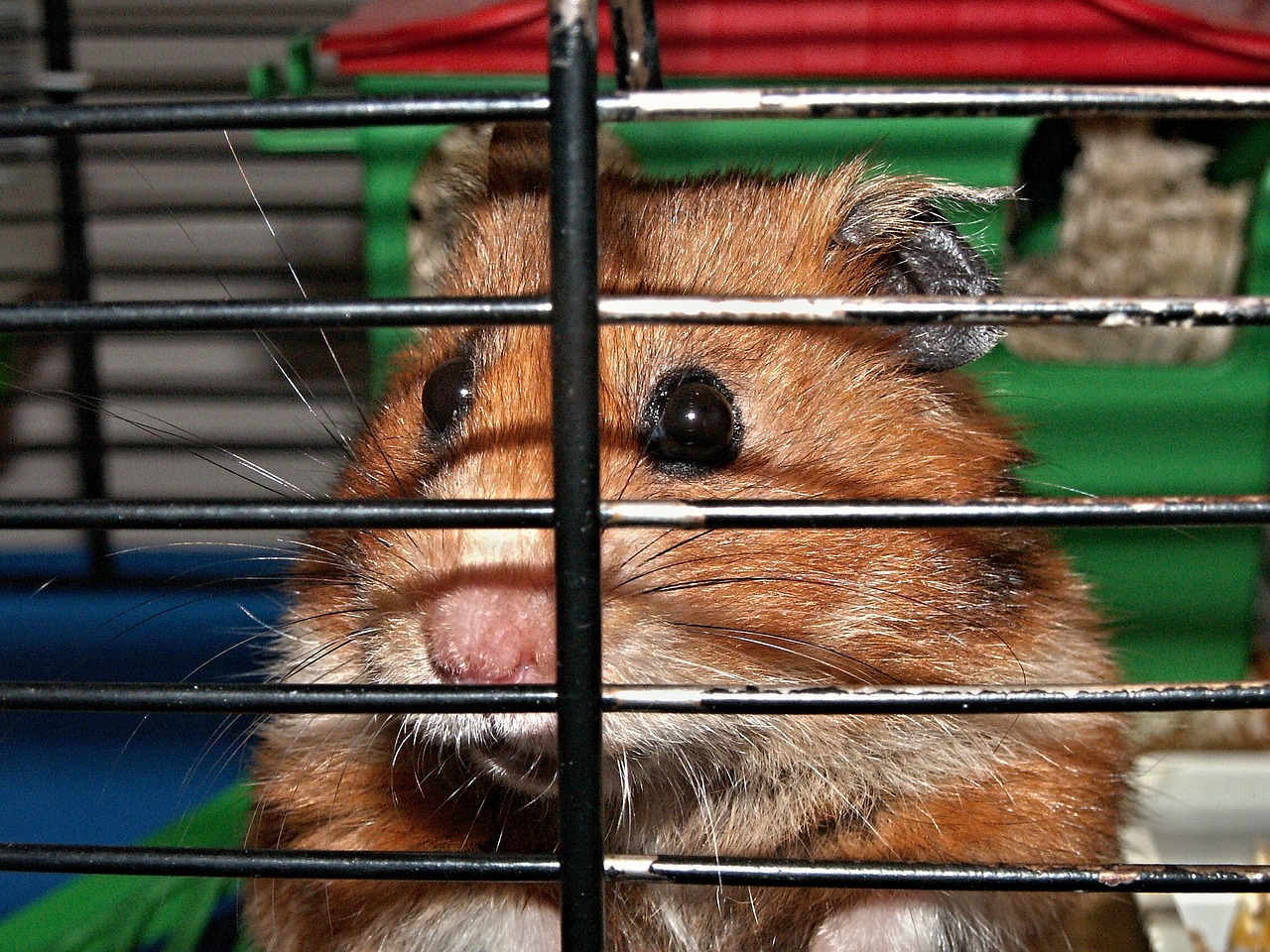 hamster cage cheeks free photo