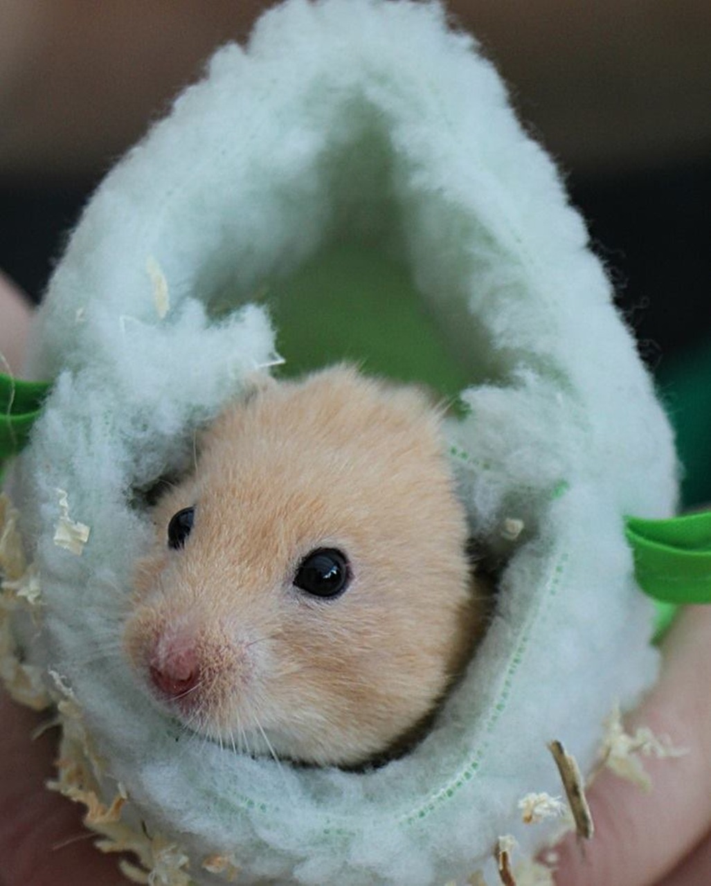 hamster bounty sleeping bag free photo
