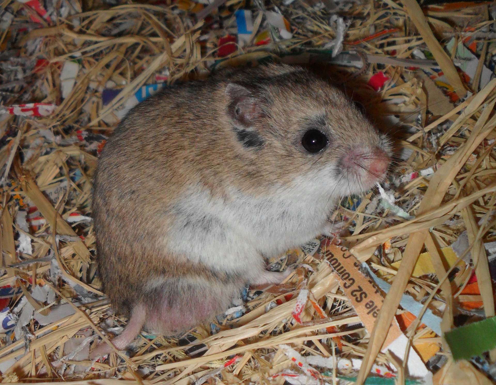 hamster chinese rodent free photo