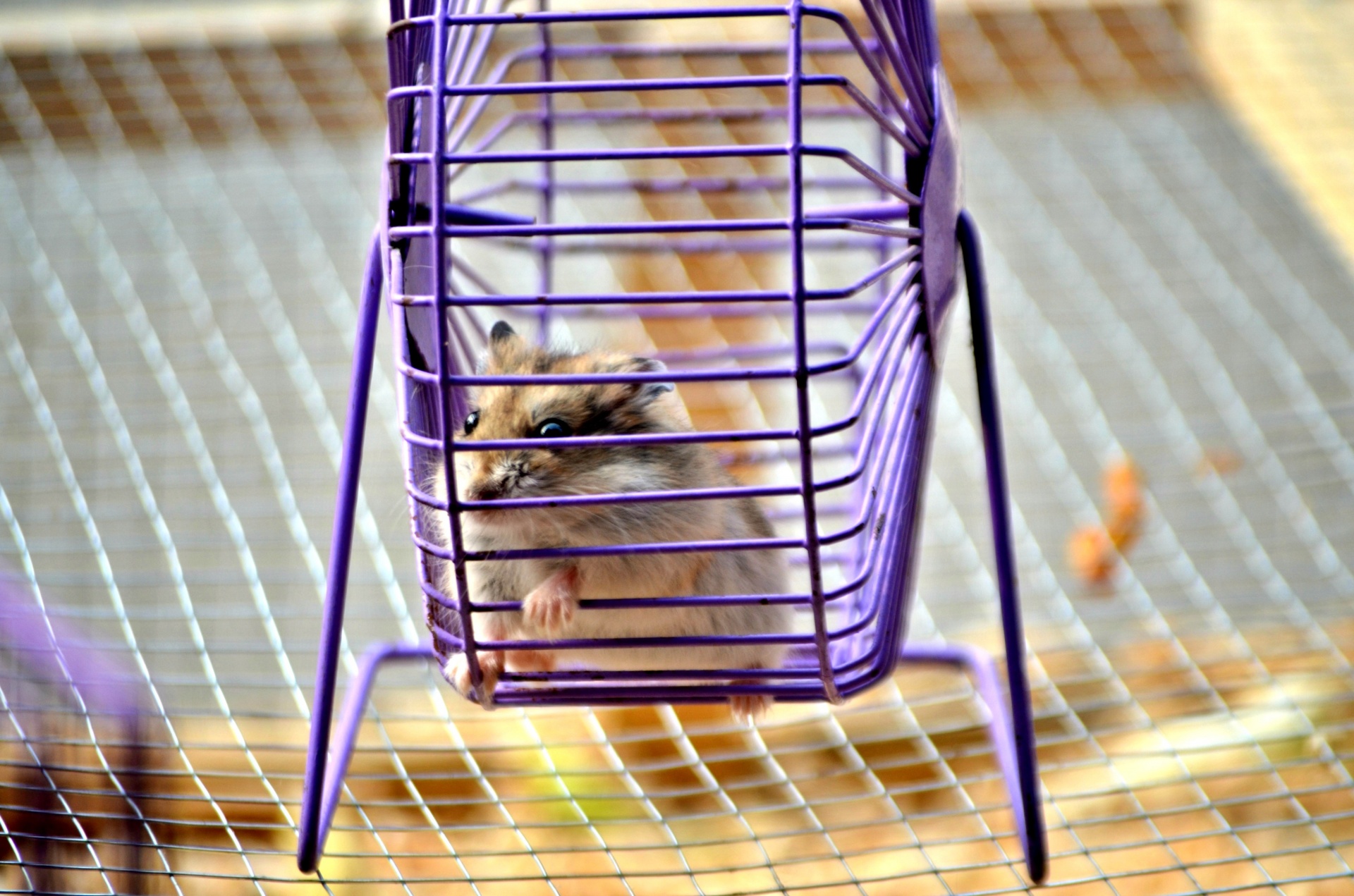 animals hamster running free photo